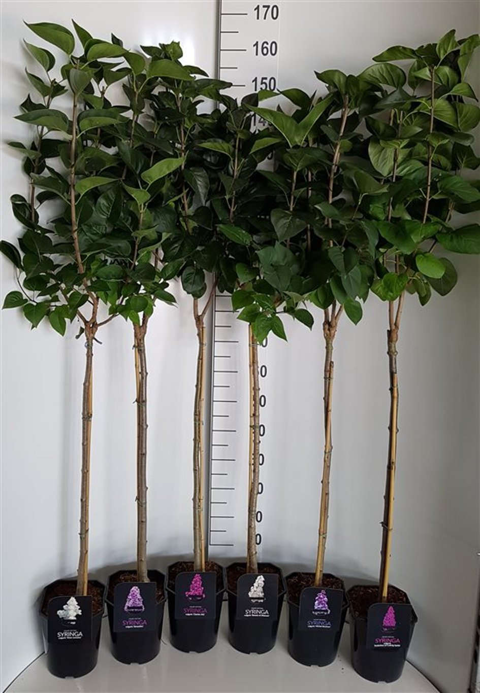 Syringa vulg. Mix - 80 CM Stem C5